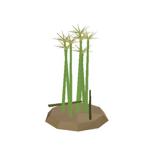 Papyrus Reed